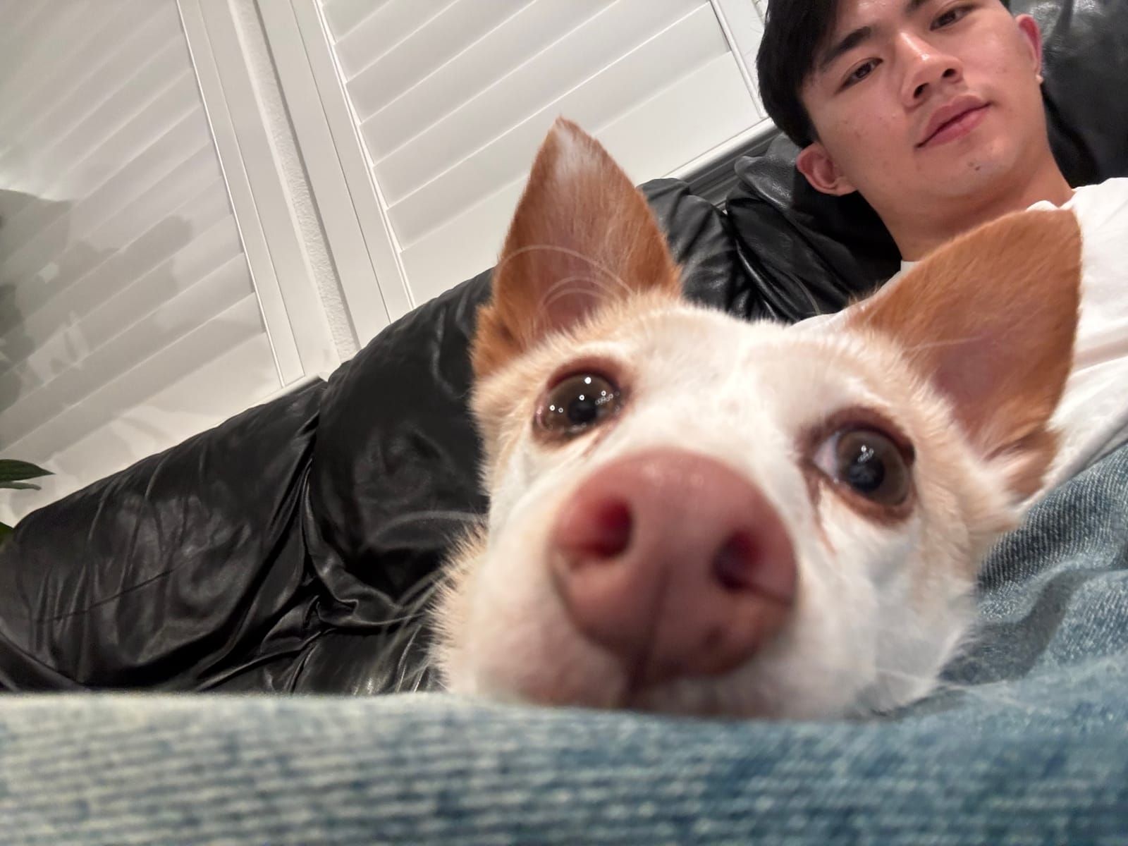 One of Joshua's dogs nose-to-camera, the other resting behind