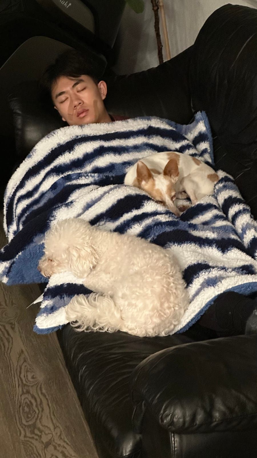 Joshua asleep on the couch with both dogs tucked under a striped blanket