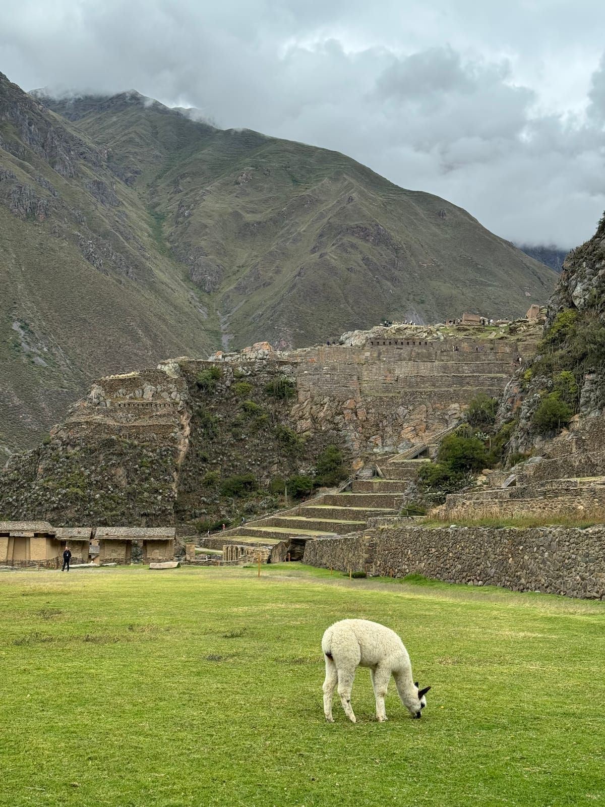 Inca terraces at Ollantaytambo with an alpaca grazing in the foreground, Peru